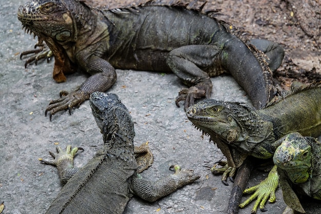 動物園の古い黒いイグアナ