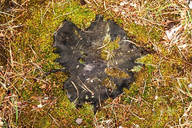 Vecchio ceppo nero dall'albero al muschio