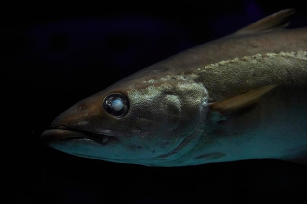 Старая слепая рыба крупным планом в темных водах Дании, подводное фото