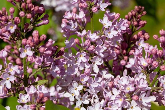 Old blooming lilac flowers in the spring season old purple lilac flowers with some defects on the petals