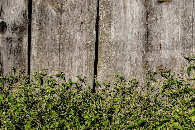 Old Board and grass