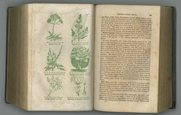 Photo old book plants and vintage herbs in literature for medical study biology or ancient pages against studio background historical novel botanical journal or research of natural medieval remedy