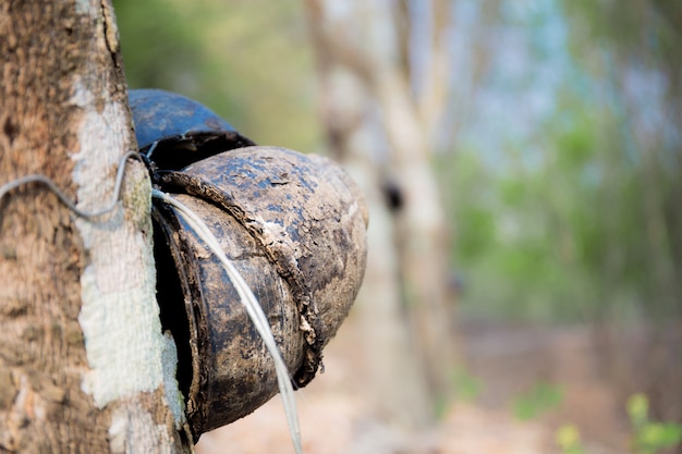 Old bowl on rubber tree.