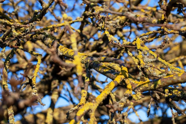 Old branches of trees covered with moss and lichen without foliage tree branches against the blue sky