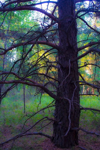 An old branchy tree in the forest