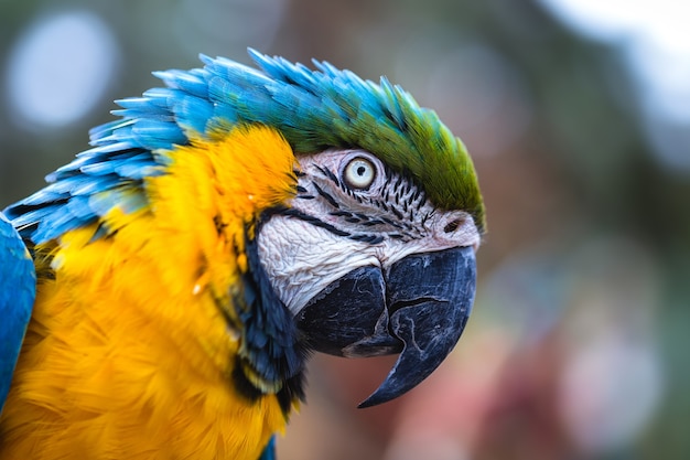 Old Brazilian macaw bird with yellow and blue belly, native to the Amazon