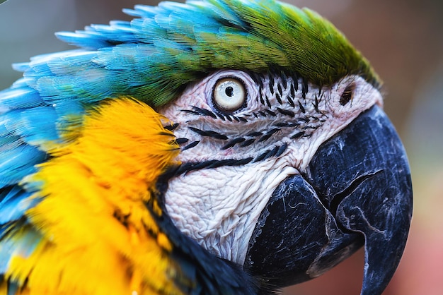 Old Brazilian macaw bird with yellow and blue belly native to the Amazon