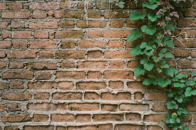 old brick texture background with plant