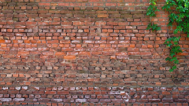 Old brick wall as background with branches and leaves on it.