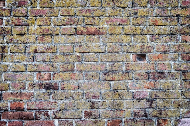 Old brick wall covered with lichen background