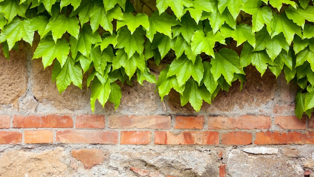 Old brick wall with green ivy