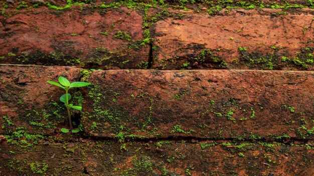 이끼와 어린 식물이 있는 오래된 벽돌 벽