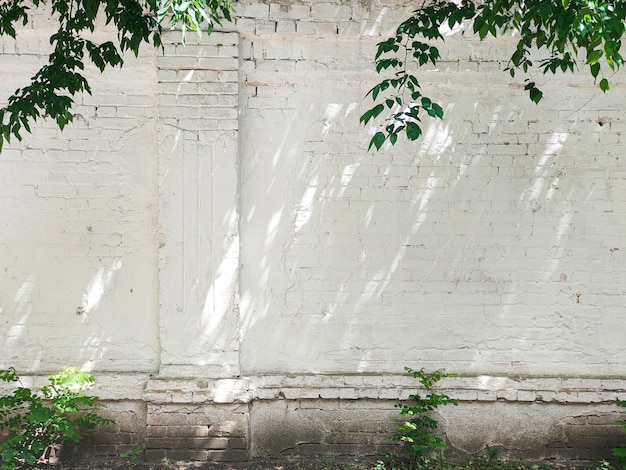 Photo old brick white wall surface with green leaves and plants, sunlight with shadows