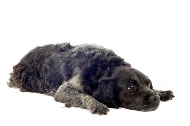 Photo old brittany spaniel