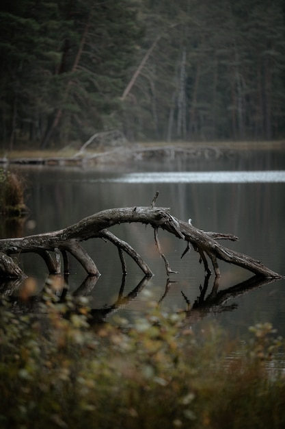 秋の森の湖の古い壊れた苔むした木