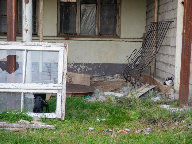 Photo an old broken window among the debris construction rubbish dump place of repair yard with cat and dog