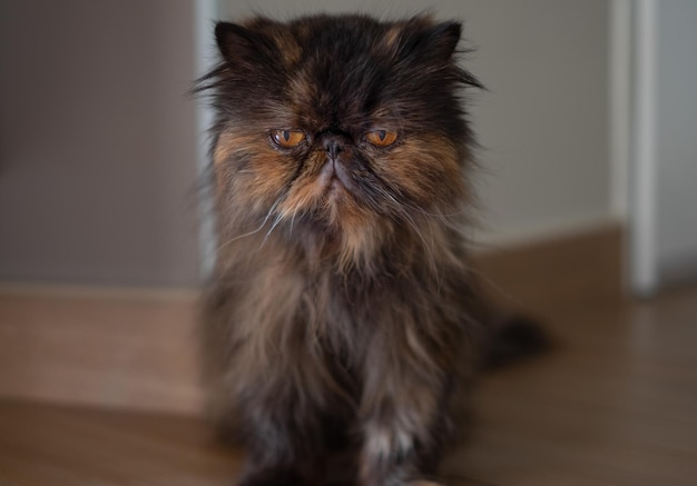 Old brown fluffy persian cat sitting on the floor in living room