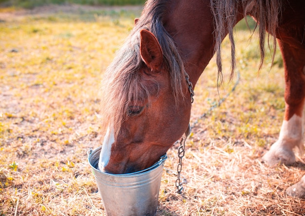 Old brown horse drinks water