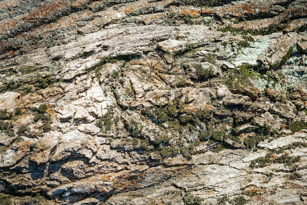 Old brown rustic dark wooden texture. Bark of coniferous tree