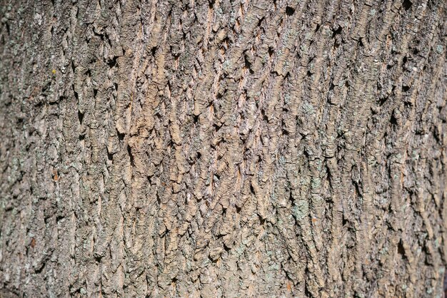 Old Brown Rustic Dark Wooden Texture - Wooden Wood Background