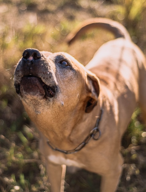 公園で晴れた日を楽しんでいる古くて茶色のウルグアイのシマロン犬種の犬