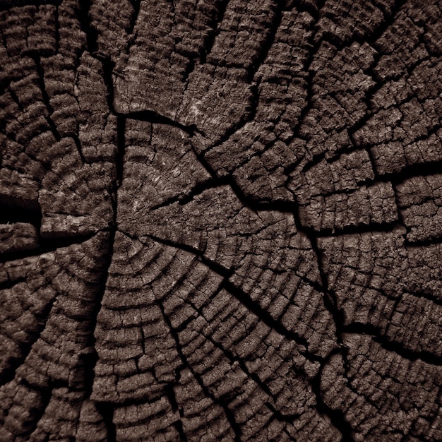 Old brown wooden board. Timber tetxure