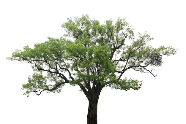 Vecchio albero di canfora con sfondo bianco