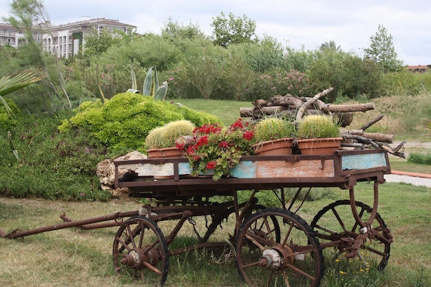 Старая открытка с кактусами и красными цветами на ней