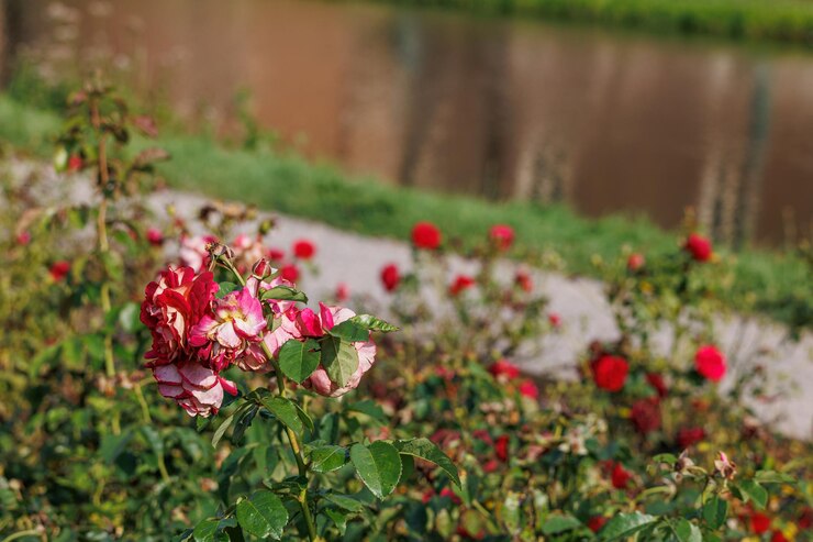 Photo ウェストファリアの古い城