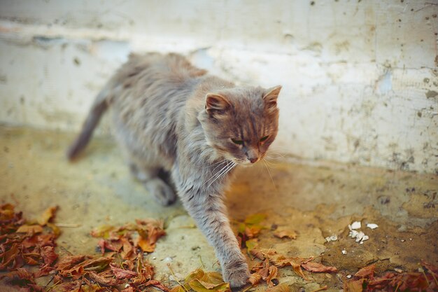 Старый кот греется в осеннем солнце в загородном доме
