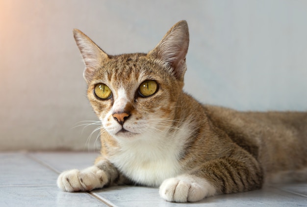 Old cat, real Thai breeds, sit in the house.