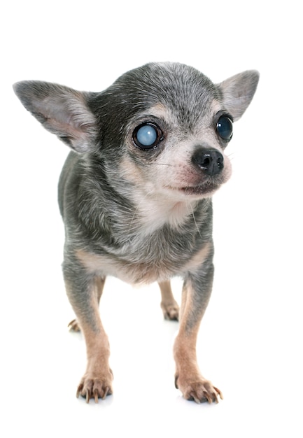 old chihuahua with cataract