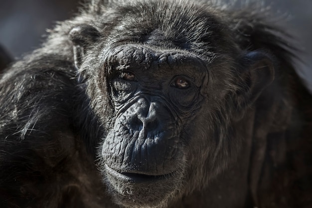 Old chimpanzee portrait at the zoo Barcelona, in Spain