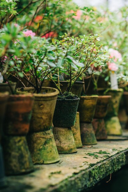 コケに覆われた古い粘土の植木鉢が温室に並んでいます