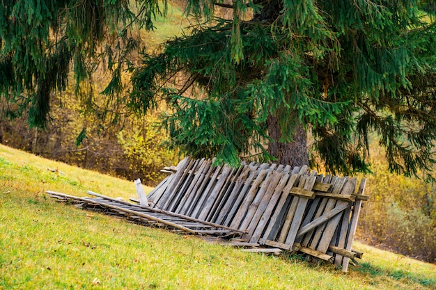 An old collapsed fence lies in a fresh green meadow near a large deciduous tree against the background of the autumn forests of the Carpathians