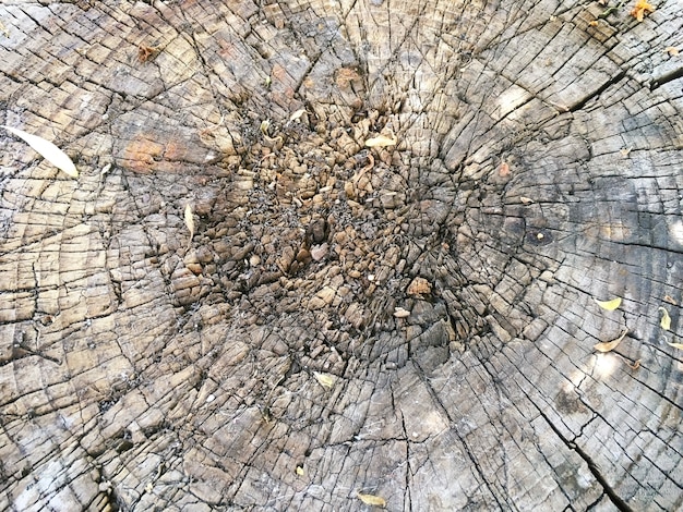 Old cracked tree stump wood texture abstract grunge background