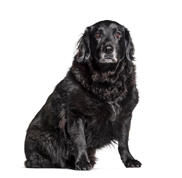 Old Crossbreed dog graying isolated on white