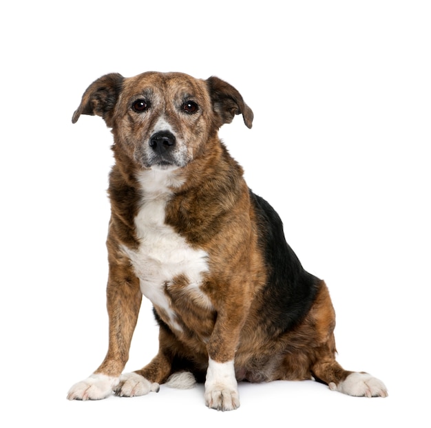 Old crossbreed or mixed-breed dog, 11 years old. Dog portrait isolated