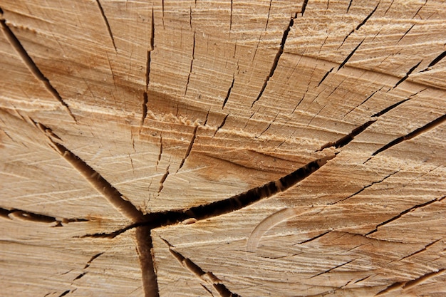 Old cut wood texture Weathered tree trunk texture Ideal round cut down tree with annual rings and cracks Wooden texture Tree stump