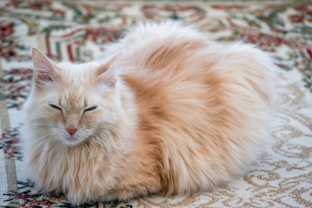 Old cute red cat lies on the carpet and squints