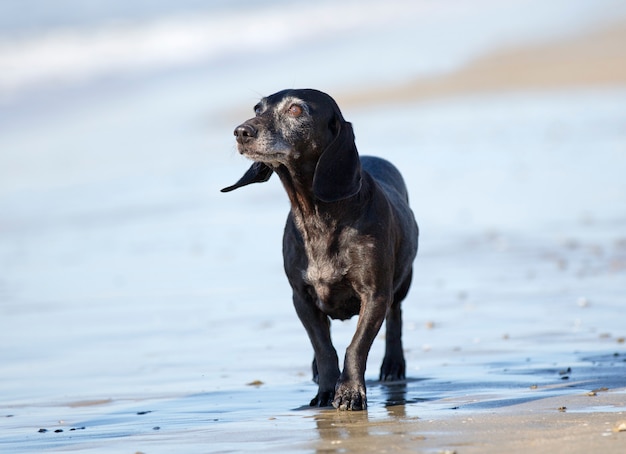 old dachshund on the beach