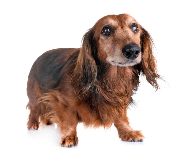 old dachshund in studio