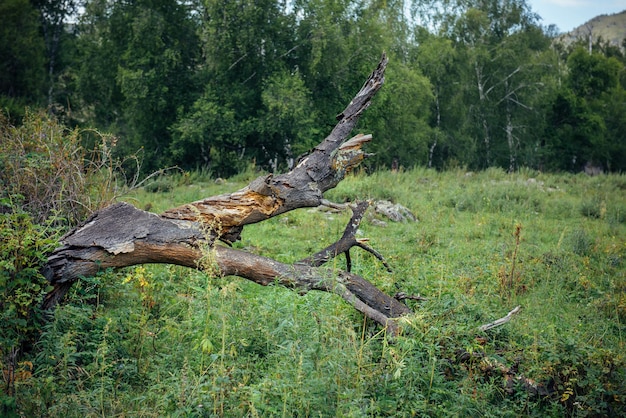 Old dead tree in a green lawn in summer forest. Felled snag, close-up. Abstract natural background.