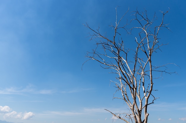 Old dead tree with blue sky background with copy space