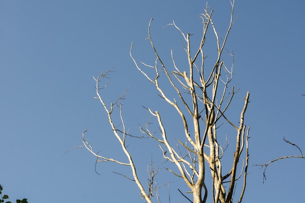 Old Dead Tree