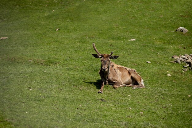 Old Deer lies on grass on a sunny day.