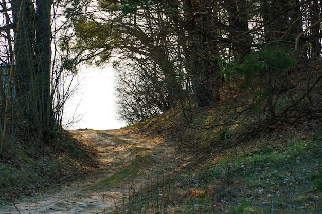 森の中の古い未舗装の道路空を背景に日没時に色とりどりの木のカラフルな風景自然の森の背景