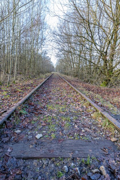 Photo old disused straight train track seen from low angle perspective disappearing into background among bare trees thor park hoge kempen national park sunny autumn day in genk belgium