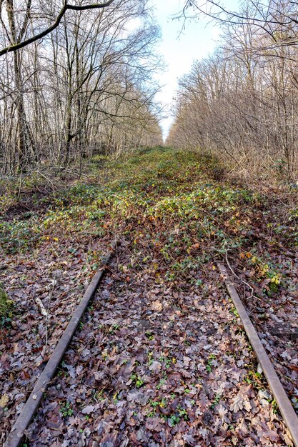 Old disused train tracks covered with grass and wild vegetation between bare trees in Thor Park Hoge Kempen National Park cloudy autumn day in Genk Belgium