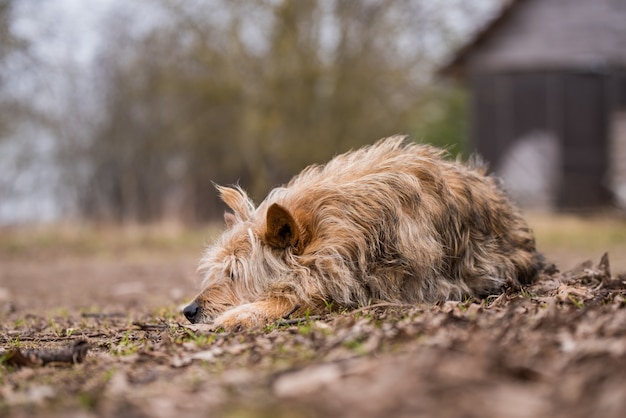 Old dog guards old house in the village